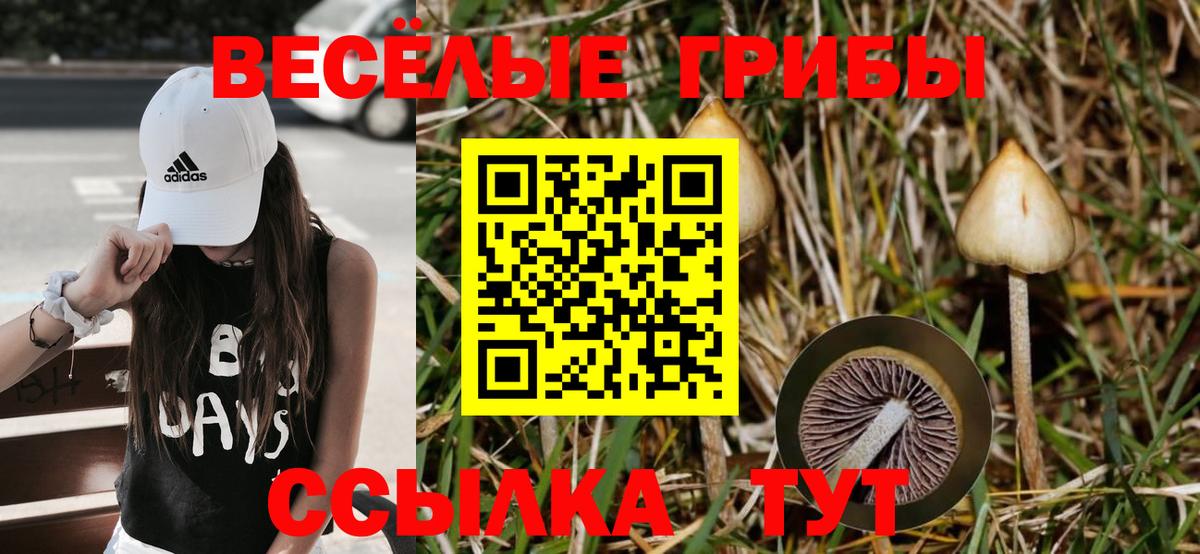 где купить наркотик  Галлюциногенные грибы мицелий  Галлюциногенные грибы Cubensis  Вход с VPN  Котовск 